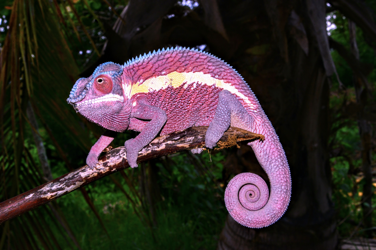 The spectacular speciation in the Panther Chameleon, Furcifer